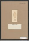 Navicula venusta Pant. (de-Toni-Nr.: Genus 1, Species 331) Zeichnungen Sammlung Grunow Nr. 756 (NHMW-BOT-W0367156)